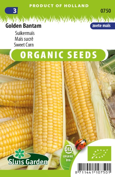 Sweet corn Golden Bantam BIO (Zea mays) 12 seeds SL